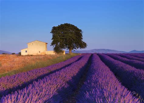 Lavender Provence When To Visit - Nekobaru