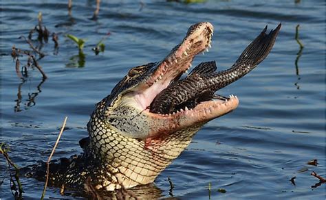 Pictures Of Alligators Eating