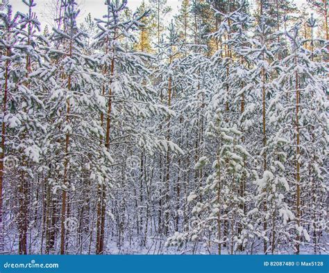 Early Snow in Autumn Forest Stock Photo - Image of landscape, branch ...