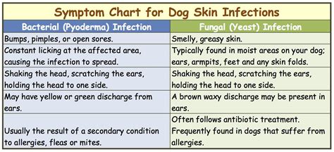 Dog Skin Infection: This Is How To Cure and Treat It