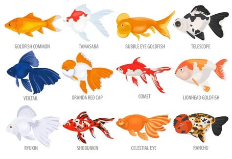 20 Most Popular Types of Goldfish: With Care Guide & Pictures - Fish ...