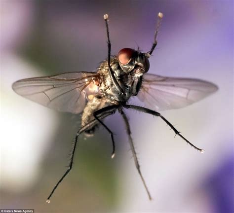 A bug's life: Photographer uses laser beams and a macro lens to capture ...