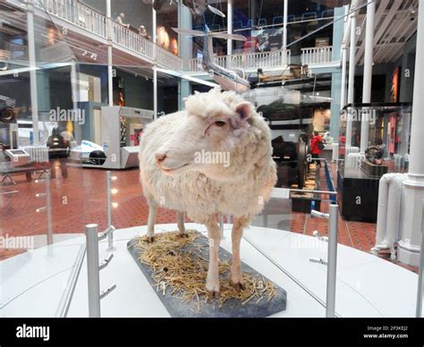 Dolly the sheep Stock Photo - Alamy