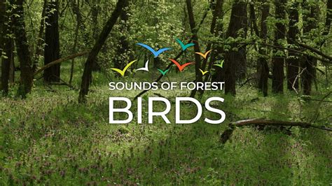 Relaxing Birdsong in the Morning Green Forest for Stress Relief - YouTube