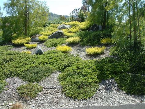 Manzanita and Breath of Heaven outside of front gate | California ...