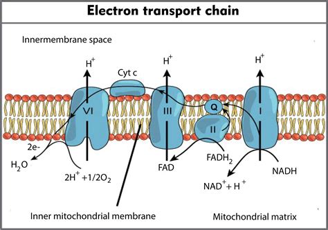 Electron Transport Train Diagram