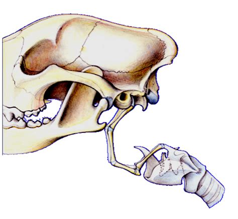 Hyoid Apparatus Diagram | Quizlet