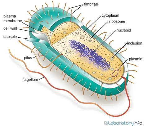 Archaea and Bacteria - Differences, Similarities, Diagrams and Examples ...