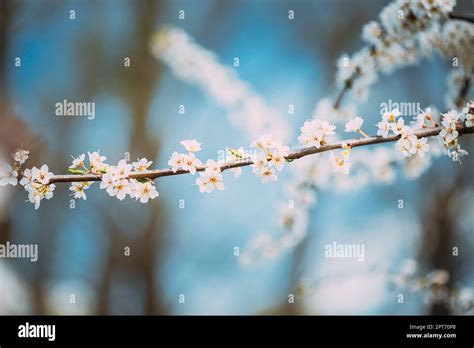 White Young Spring Flowers Of Prunus subg. Cerasus Growing In Branch Of ...