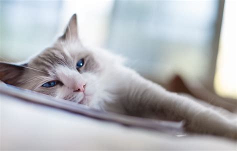 Wallpaper blue, eyes, Cat images for desktop, section кошки - download