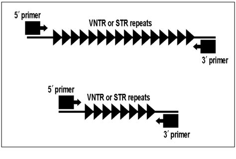 Variable Number Tandem Repeats