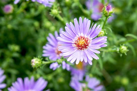 Asters: Plant Care & Growing Guide