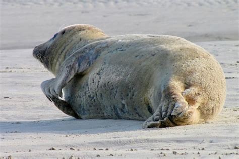 Unterschied Seehunde, Seelöwen, Seebären, Walrosse, Seeelefanten ...