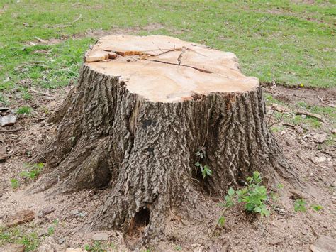 Tree Stump Removal Reasons | Reasons To Remove A Tree Stump