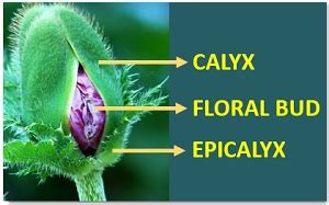 Calyx in Plants - Meaning, Features & Types - Biology Reader