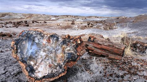 One Day In Petrified Forest Itinerary: Make The Most Of Your Day ...