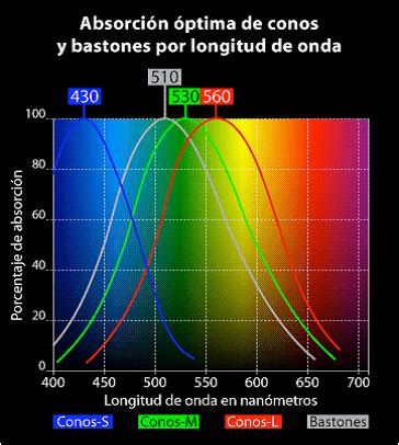 azafata Oriental De confianza percepcion de la luz por el ojo humano ...