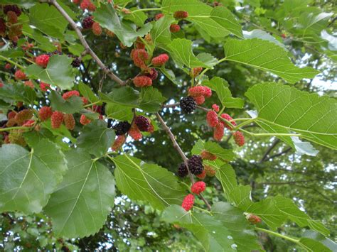 White Mulberry vs Red Mulberry – Identification | Walter Reeves: The ...