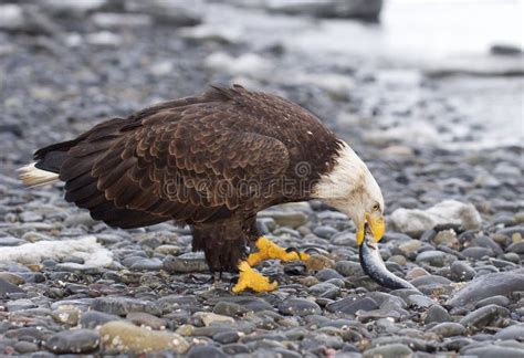 Eagle Gallery: american bald eagle diet