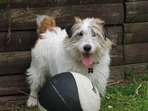 Soccer dog | this is one of my favourite photos of Mister, h… | Flickr