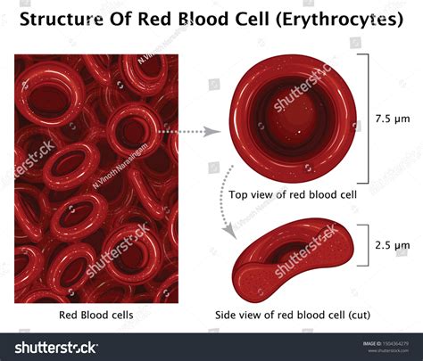 Red Blood Cell Diagram Unlabeled