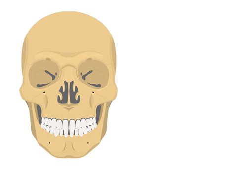 Anterior Skull Anatomy