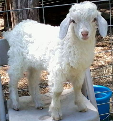 SweetDreamFarm | Angora goats, Goats for sale, Baby goats