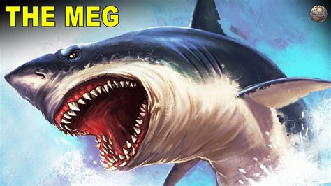 The Megalodon, A Prehistoric Giant Shark That Ruled the Seven Seas ...