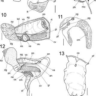 Engoniophos unicinctus. Detailed of anatomy. 20. Odontophore, dorsal ...