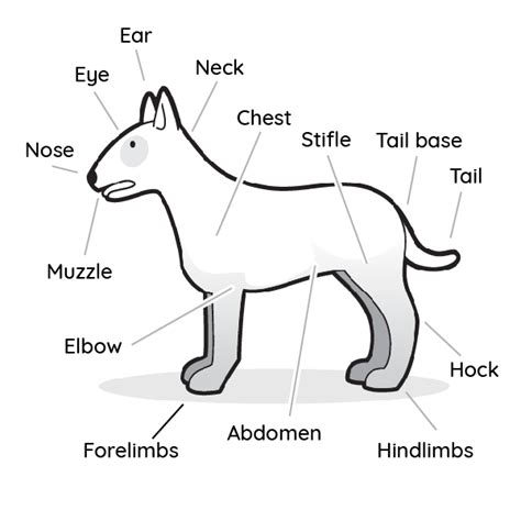 Dog Internal Anatomy - Anatomical Charts & Posters