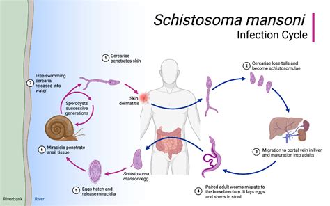 Schistosoma mansoni Infection Cycle | BioRender Science Templates