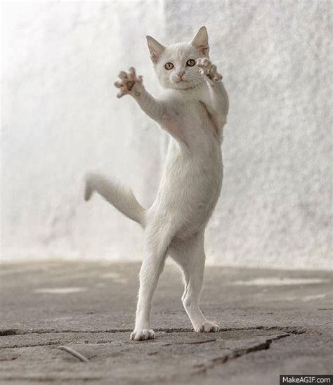 Dancing Cat on Make a GIF