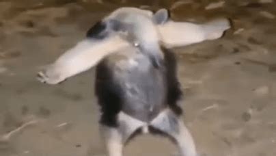 🔥If you ever see an anteater t-pose, you are mere seconds away from ...