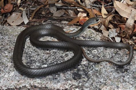 Yellow-faced Whip Snake - The Australian Museum