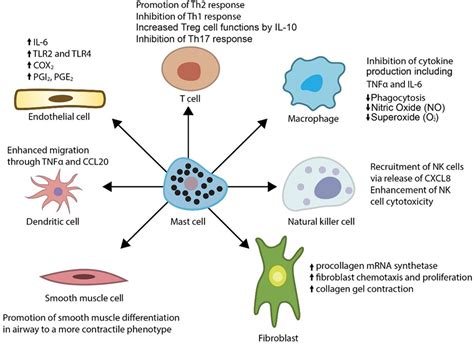 Frontiers | Protective Role of Mast Cells in Primary Systemic ...