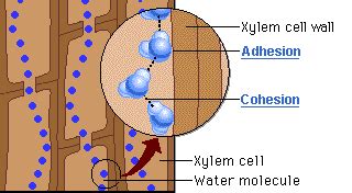 Cohesion And Adhesion In Plants