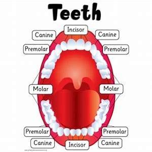 our teeth names - Yahoo Image Search Results | Health fair, Science ...