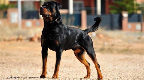 Rottweiler - The Intimidating, Powerful and loyal Guard Dog - YouTube