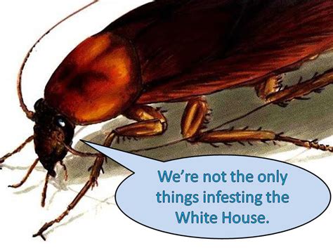 Cockroach - Roach Infestation In House - House Information Center