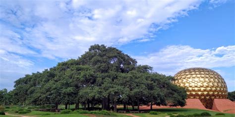 The Banyan Tree | Auroville