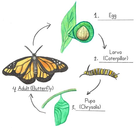 Diagram Life Cycle Of Butterfly