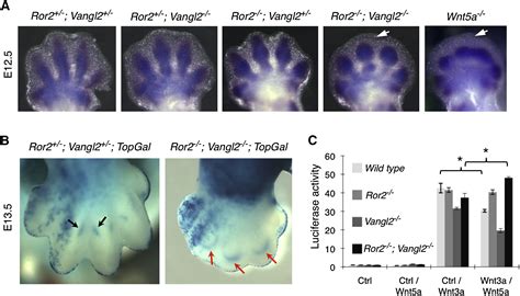 Wnt Signaling Gradients Establish Planar Cell Polarity by Inducing ...