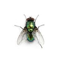 Blow Fly Identification, Habits & Behavior | Batzner Pest Control in WI