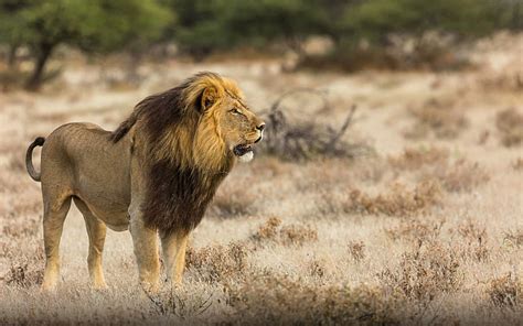 HD wallpaper: African Lion Male Lions, Some More Common Than The Weight ...