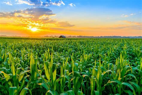 The Revival of Ancient Lost Crops Reveals Surprising Results | Ancient ...