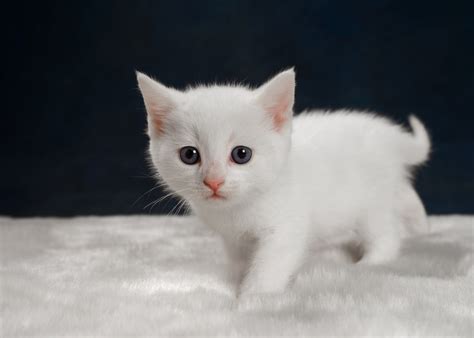 Download Baby Animal Kitten Animal Cat HD Wallpaper