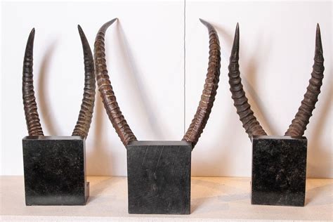 Vintage African Sable Antelope Horns For Sale at 1stdibs