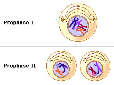 Difference between Prophase 1 and 2 - KnowsWhy.com