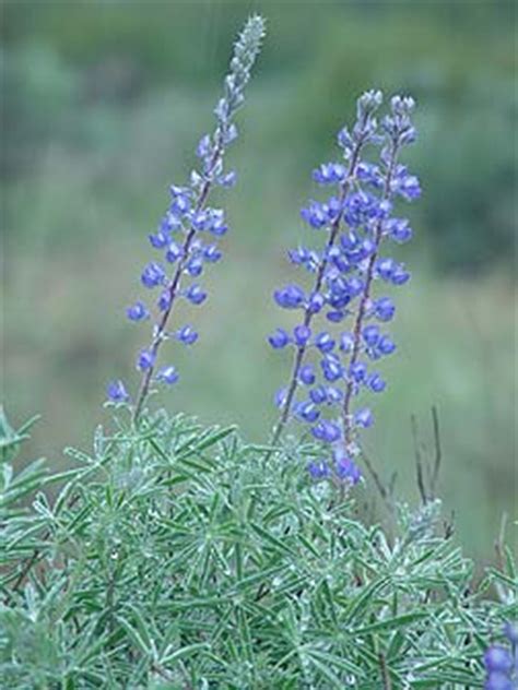 Silky lupine pictures