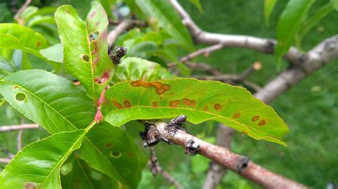 Common Tree Fungus Identification and Treatment